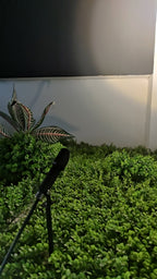 Outdoor Spotlight (HL-DCD-70-3)