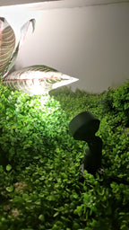 Outdoor Spotlight (HL-TGD703-8)